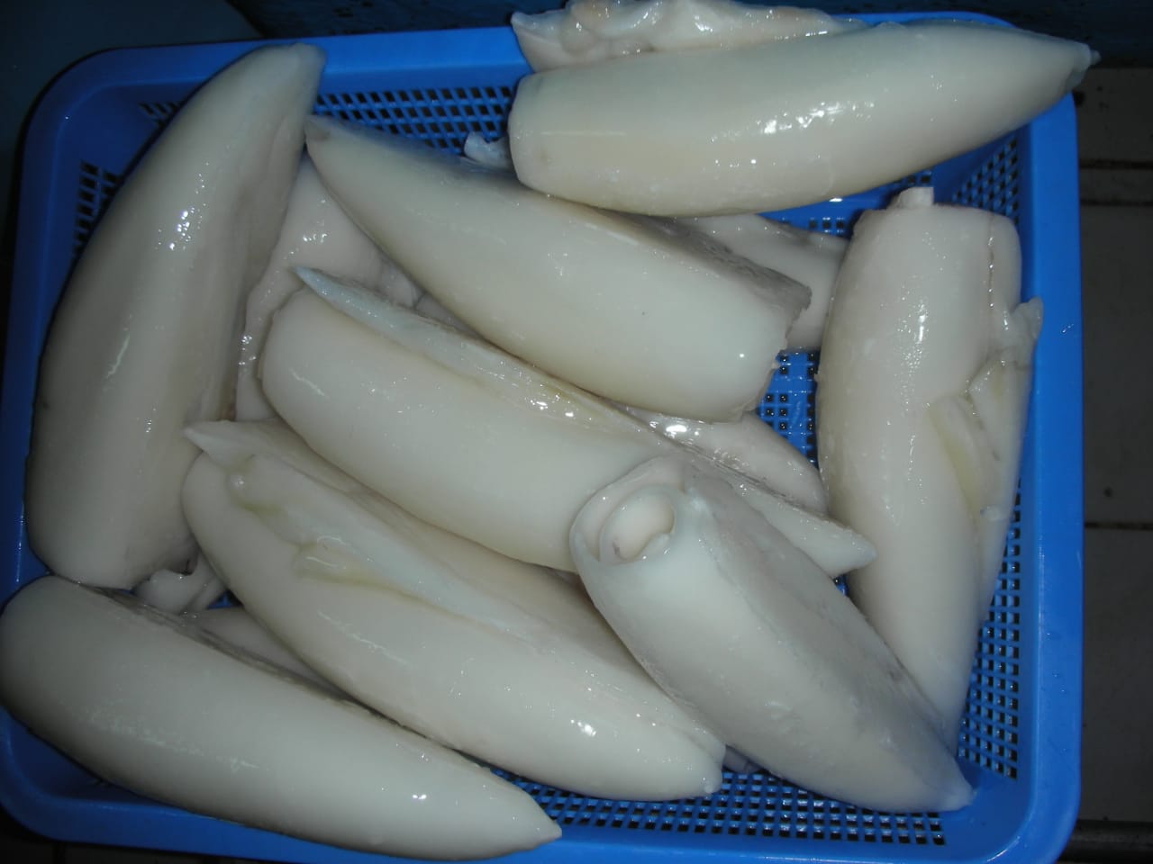 Cuttle Fish Tube